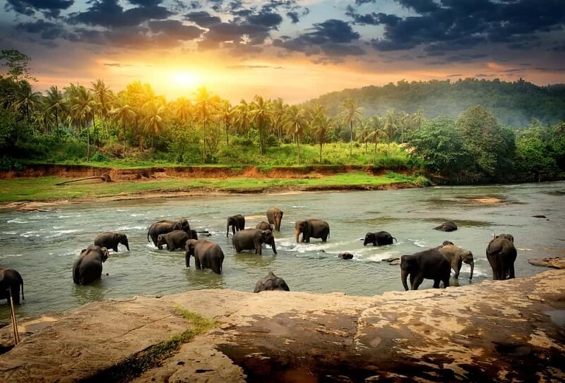 Wildlife Tour